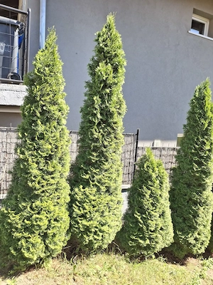 12 éves smaragd tuja vehető Sülysápon - kép 2