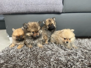 Pomerániai Törpe Spitz kiskutyák Pomerániai Törpespicc