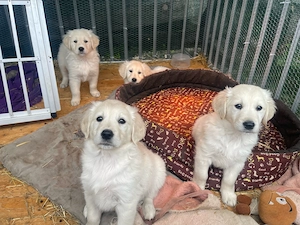 Golden Retriver kiskutyák - kép 2