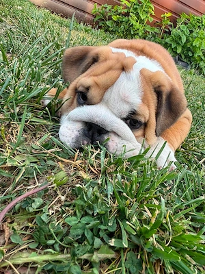 Angol bulldog kiskutya