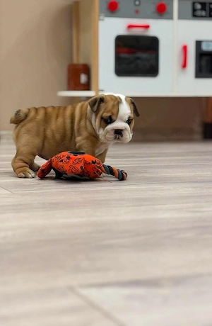 Angol bulldog kiskutya - kép 2