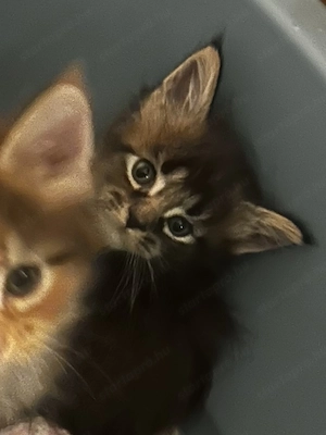 maine coon kiscicák költöznének - kép 3
