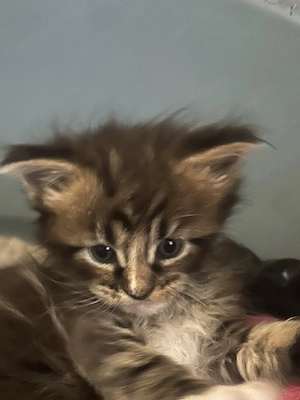 maine coon kiscicák költöznének - kép 2