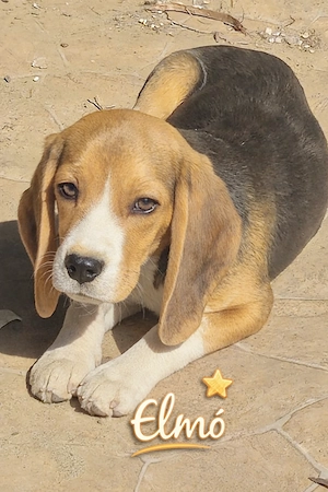 Beagle kölyökkutyák eladók saját kennelből - kép 5