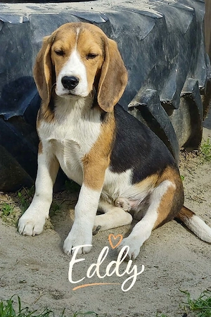 Beagle kölyökkutyák eladók saját kennelből - kép 3