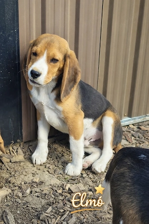 Beagle kölyökkutyák eladók saját kennelből - kép 4