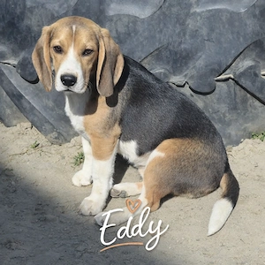 Beagle kölyökkutyák eladók saját kennelből - kép 2