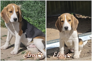 Beagle kölyökkutyák eladók saját kennelből - kép 6