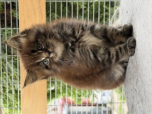 Maine coon jellegű kiscicák - kép 3