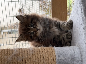 Maine coon jellegű kiscicák - kép 2