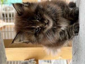 Maine coon jellegű kiscicák - kép 4