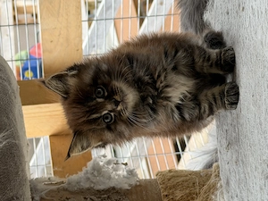 Maine coon jellegű kiscicák - kép 5