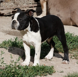 Eladó boston terrier kan - kép 2