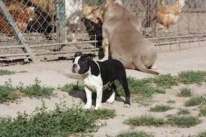 Eladó boston terrier kan - kép 3
