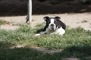 Eladó boston terrier kan - kép 4