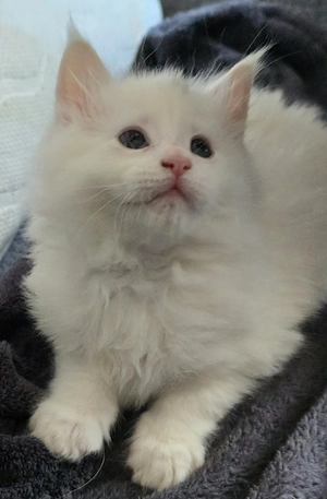 Maine coon kisfiú  - kép 3