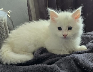 Maine coon kisfiú  - kép 2