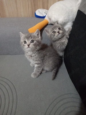 Brit rövidszőrü fiúk, lányok  - kép 5