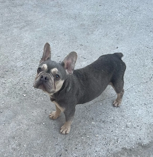 Francia bulldog szuka