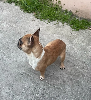 Francia bulldog kutya - kép 2