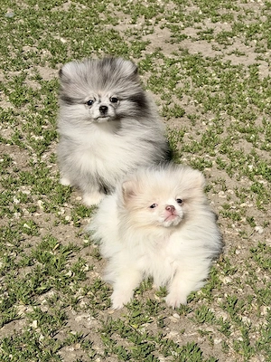 Pomerániai törpe spitz - kép 3
