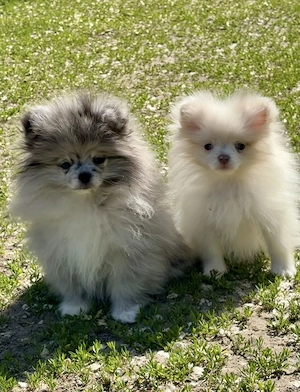 Pomerániai törpe spitz - kép 2