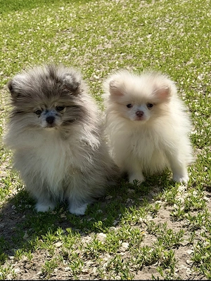 Pomerániai törpe spitz