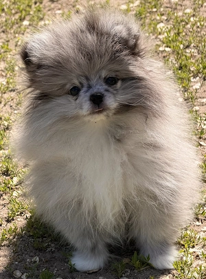 Pomerániai törpe spitz - kép 5