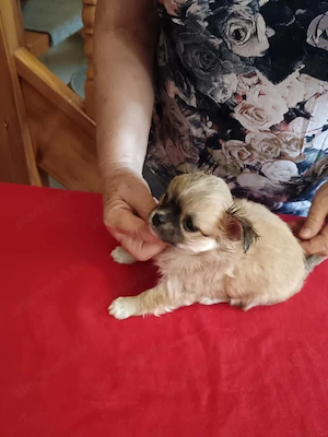 Hosszú szőrű, törzskönyves csivava kislányok és kisfiúk