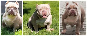 Amerikai Bully Micro!