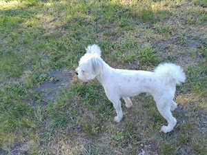 Havanese jellegű  kan kutyus ingyen elvihető - kép 3