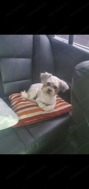 Havanese jellegű  kan kutyus ingyen elvihető - kép 2