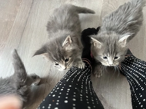 Maine Coon kiscicák költöznének!  - kép 6