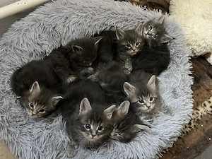 Maine Coon kiscicák költöznének!  - kép 4