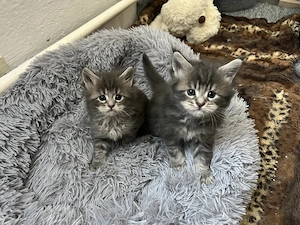 Maine Coon kiscicák költöznének!  - kép 5