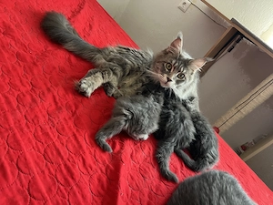 Maine Coon kiscicák költöznének!  - kép 3