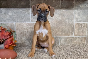 Boxer kutyus gazdit keres - kép 3