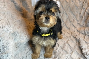 Yorkshire terrier kiskutya