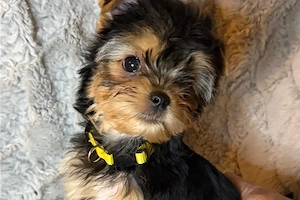 Yorkshire terrier kiskutya - kép 2