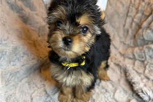 Yorkshire terrier kiskutya - kép 3
