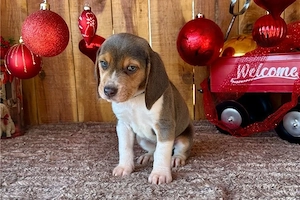 Beagle kutya fajtiszta - kép 2