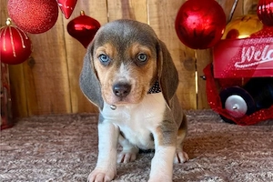 Beagle kutya fajtiszta - kép 3