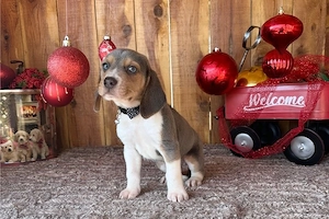 Beagle kutya fajtiszta - kép 4