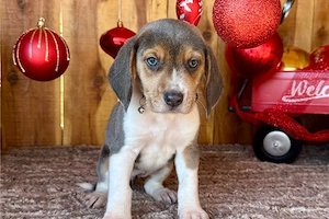 Beagle kutya fajtiszta