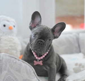 Francia Bulldog Kiskutya - kép 3