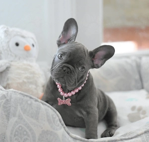 Francia Bulldog Kiskutya - kép 5