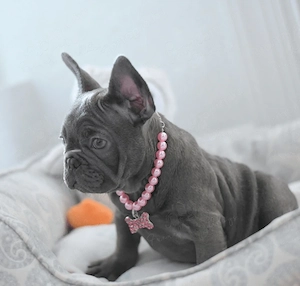 Francia Bulldog Kiskutya - kép 4
