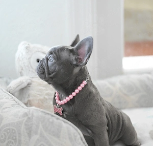 Francia Bulldog Kiskutya - kép 2