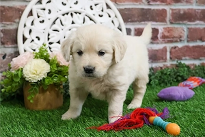 Golden Retriever Kiskutya - kép 3