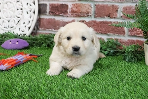 Golden Retriever Kiskutya